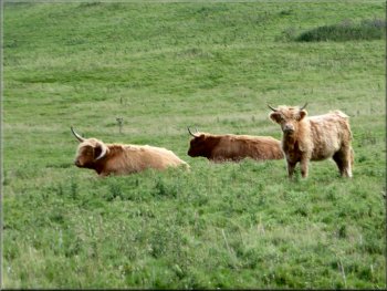 Highland cattle in the next field